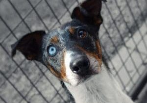 A black and white dog with blue eyes looking at a fence.