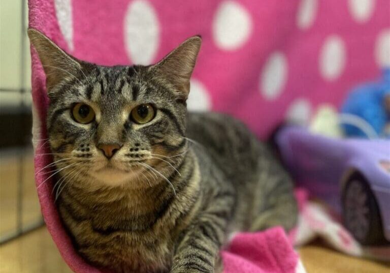 Tabby cat resting on pink blanket.