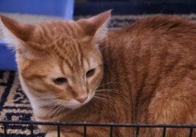 An orange tabby cat sitting in a cage.