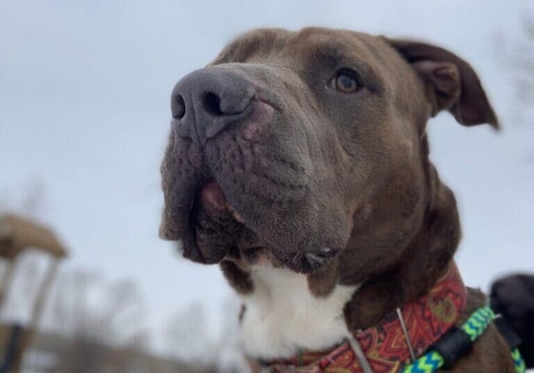 An adoptable pit bull terrier & chihuahua in st paul, minnesota.