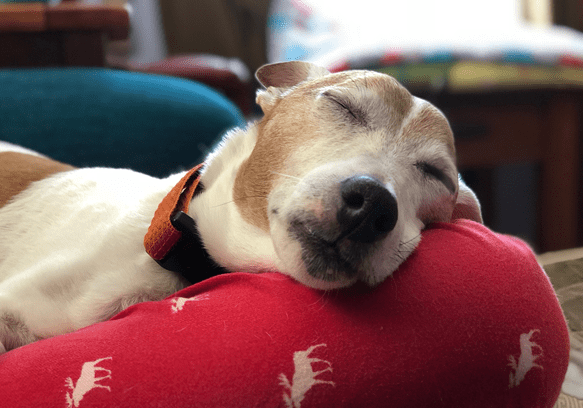 A dog sleeping on a red pillow.