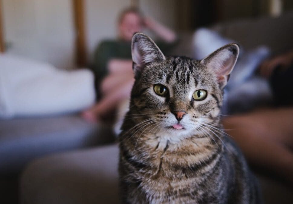 A cat sitting on a couch with people in the background.