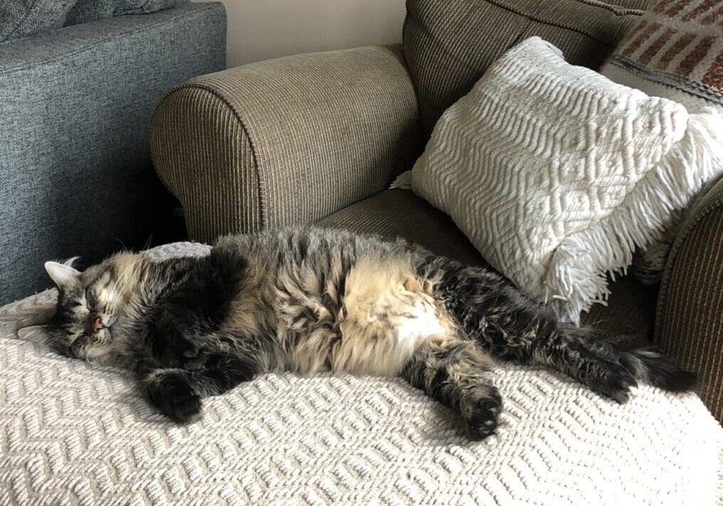 A cat laying on top of a ottoman in front of a couch.