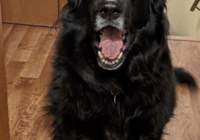 A black dog sitting on a wooden floor.