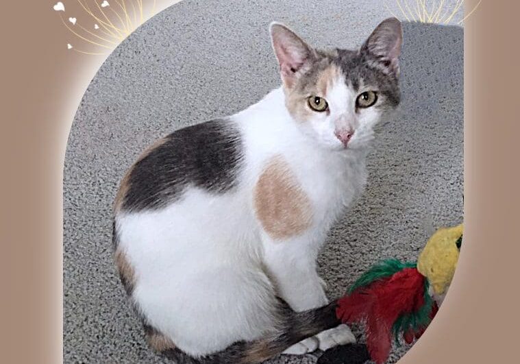 A cat is sitting on the ground with a bird toy.