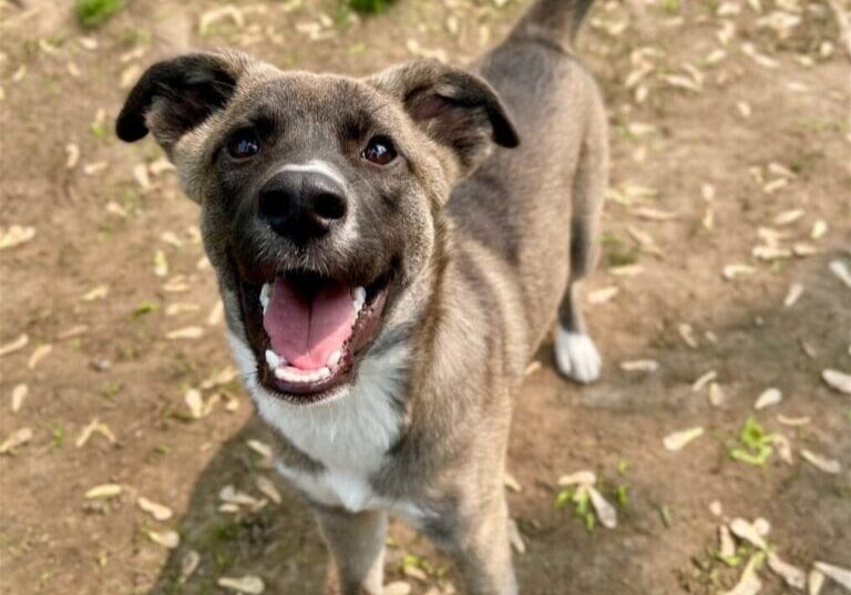 An adoptable chihuahua/labrador retriever mix in houston, texas.