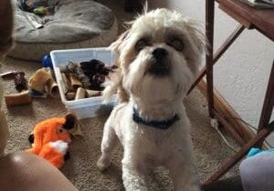 A small white dog standing in a room with toys.