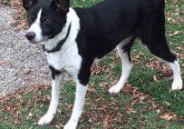 A black and white dog standing on grass in front of a house.