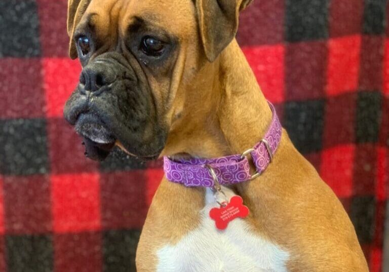 A boxer dog sitting on a plaid blanket.