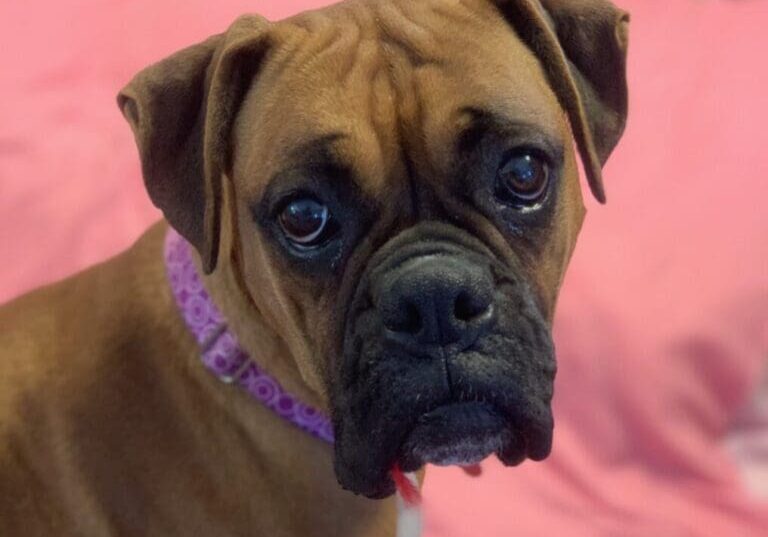 A brown and white boxer dog sitting on a pink bed.