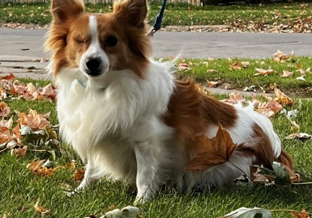 White and brown dog winking in grass.