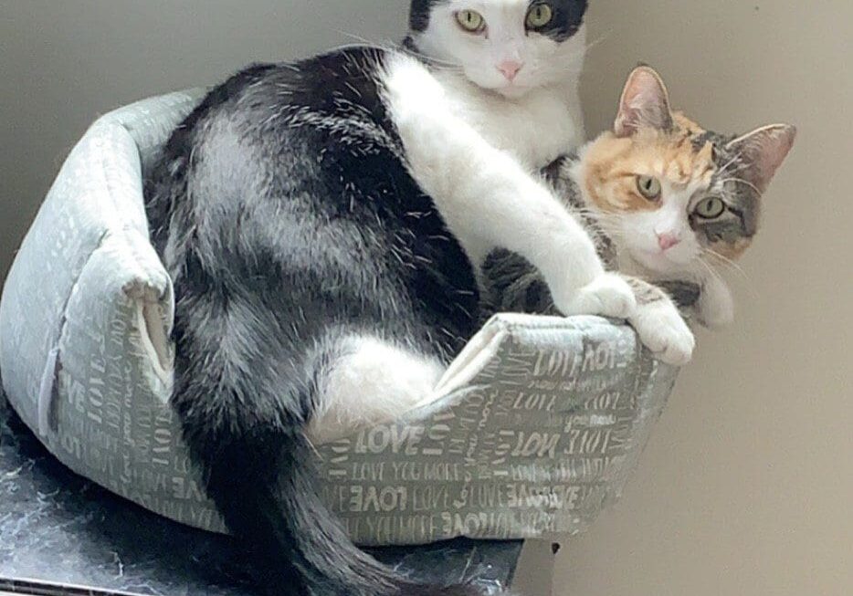 Two cats laying on top of a cat bed.