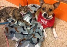 Two dogs and a cat laying on a blanket in a store.