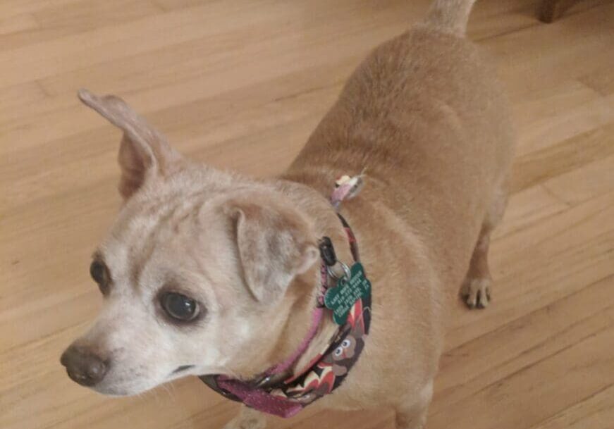 A chihuahua dog standing on a hardwood floor.