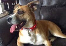 A brown and white dog sitting in a brown leather chair.