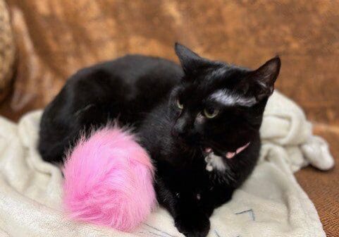 A black cat laying on a blanket with a pink ball.