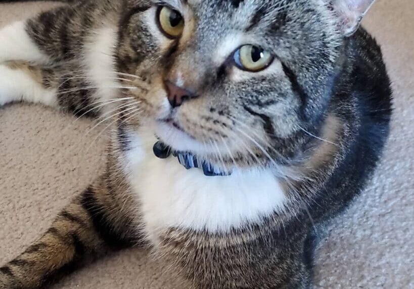 Tabby cat with white chest and collar.