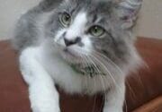 A gray and white cat sitting on a brown chair.