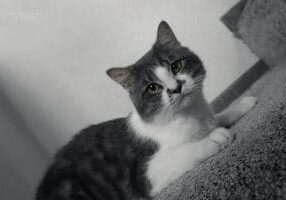 A black and white photo of a gray and white cat.