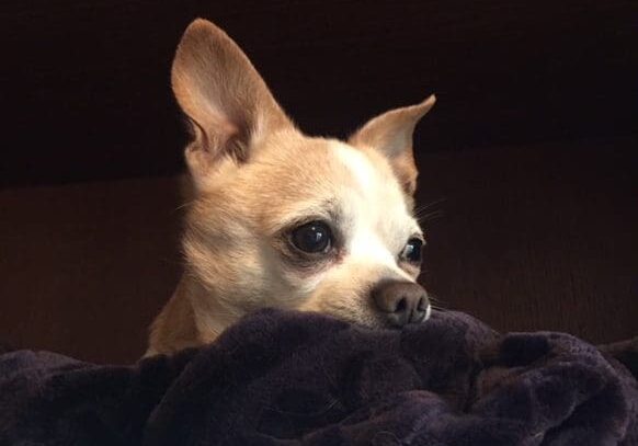 A small chihuahua dog laying on top of a blanket.