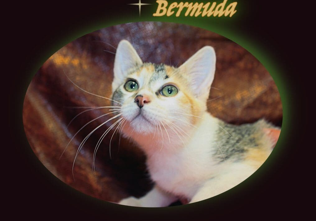 A cat with the word bermuda on it.