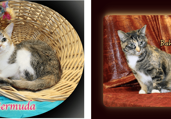 Two pictures of a cat sitting in a basket.