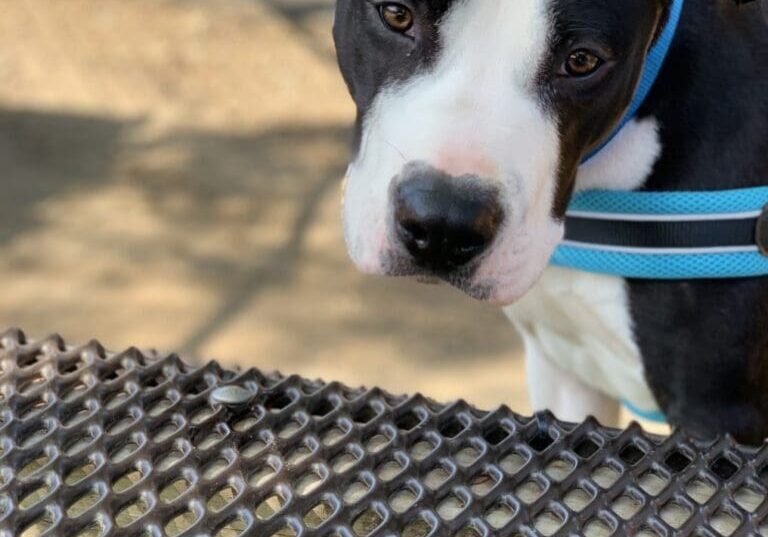 A black and white dog sitting on a metal table.