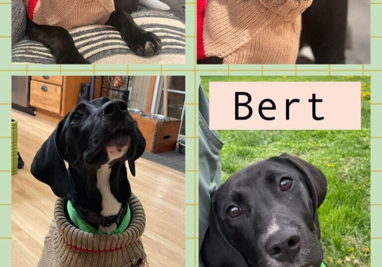Bert3 Bert3