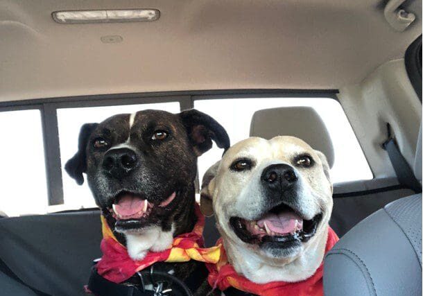 Two dogs sitting in the back seat of a car.