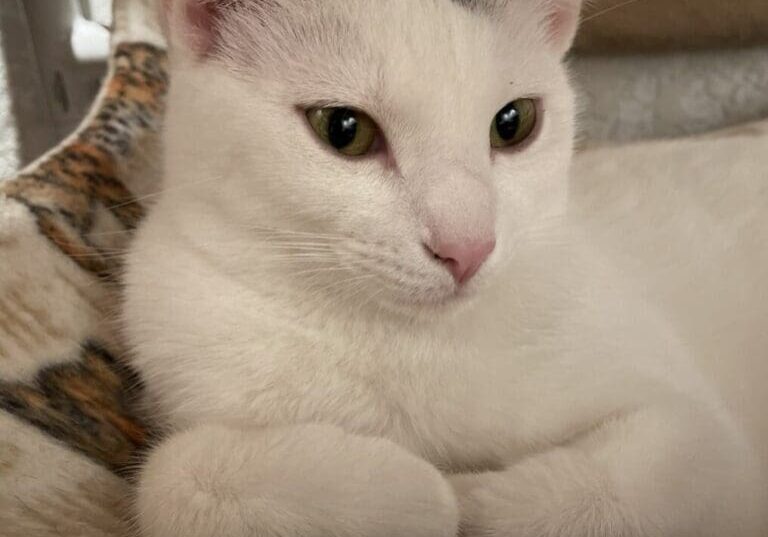 A white cat laying in a hammock.