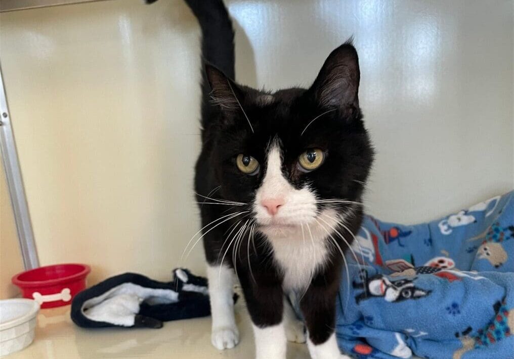 A black and white cat standing on top of a shelf.