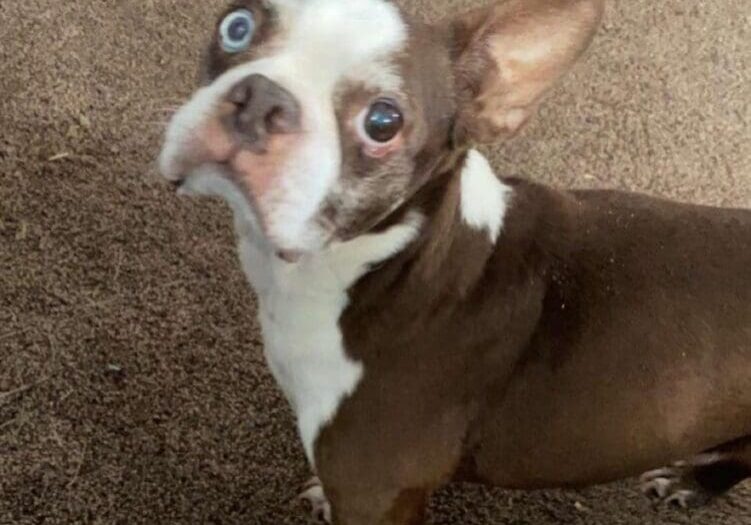 A brown and white dog standing on the carpet.