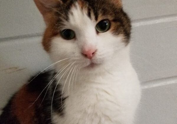 A calico cat sitting on top of a brick wall.