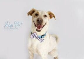 A white dog wearing a bow tie is standing in front of a white background.