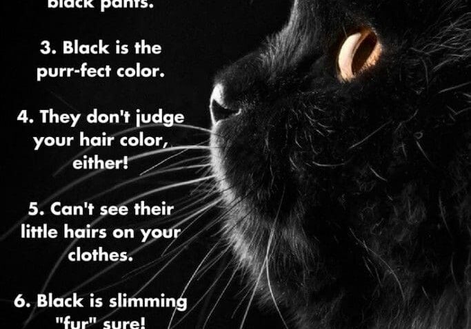 A black cat with the words why black cats rock.