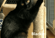 A black cat on a scratching post.