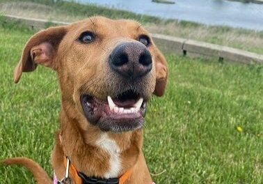 Person, an adoptable chihuahua & dachshund mix in chicago, il.