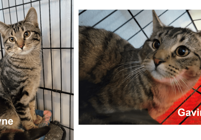 Two pictures of a cat in a cage with the words blaine and gavin.