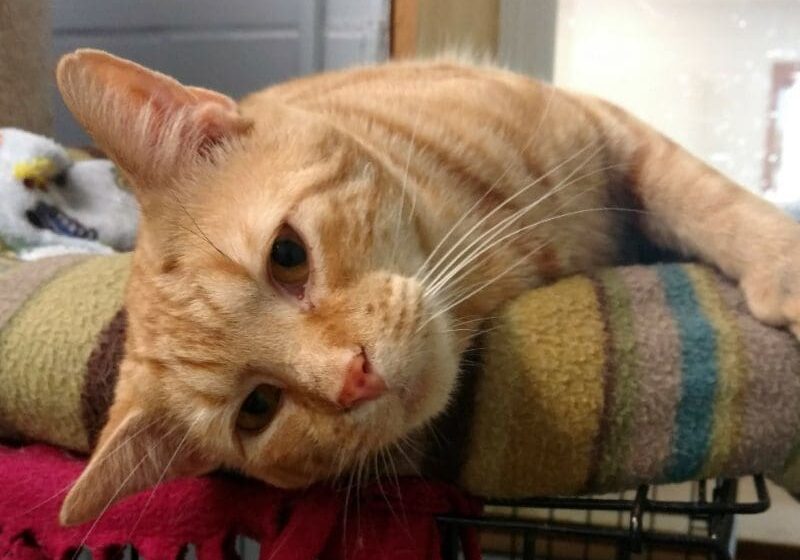 An orange tabby cat laying on top of a blanket.