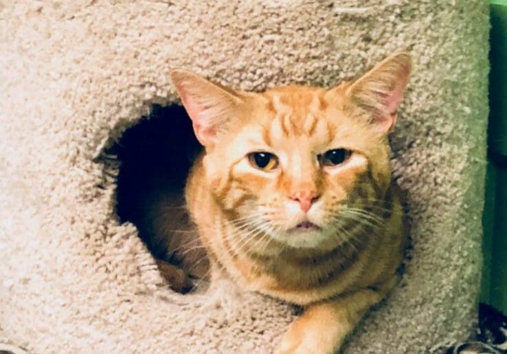 An orange tabby cat is sitting in a cat house.