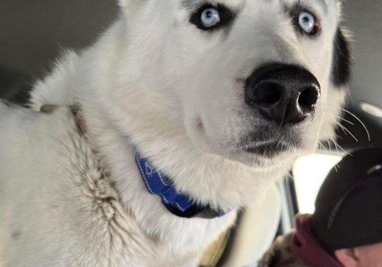 A white husky dog is sitting in the back seat of a car.