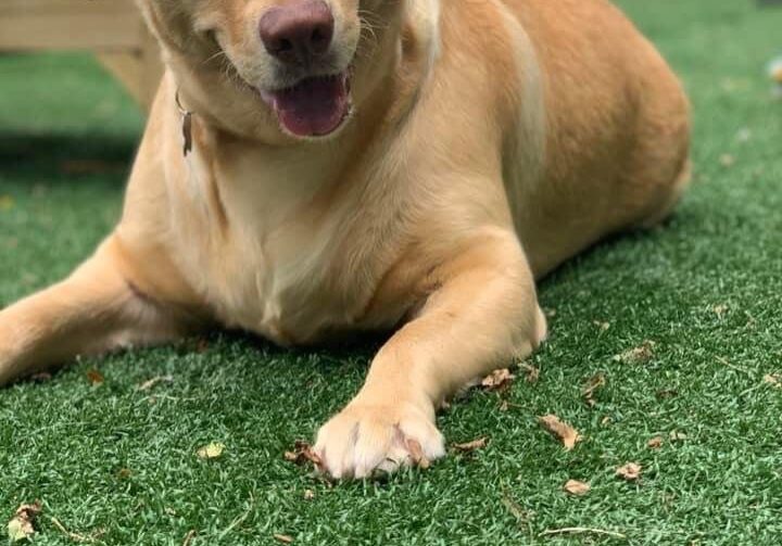 A labrador retriever laying on the grass in a dog park.