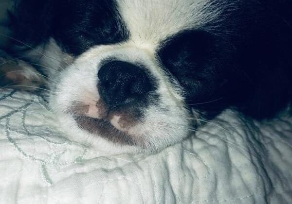 A black and white dog sleeping on a bed.