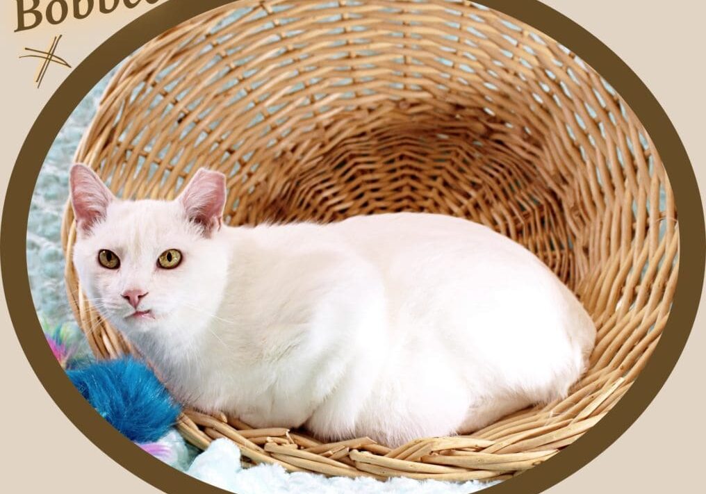 Bobbee is a white cat sitting in a basket.