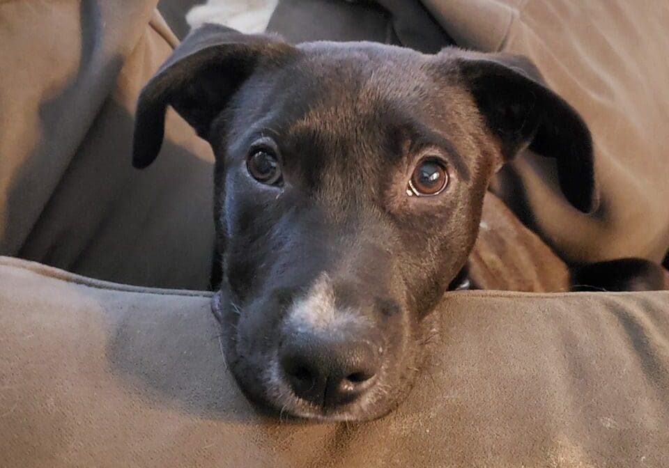 A black dog laying on top of a couch.