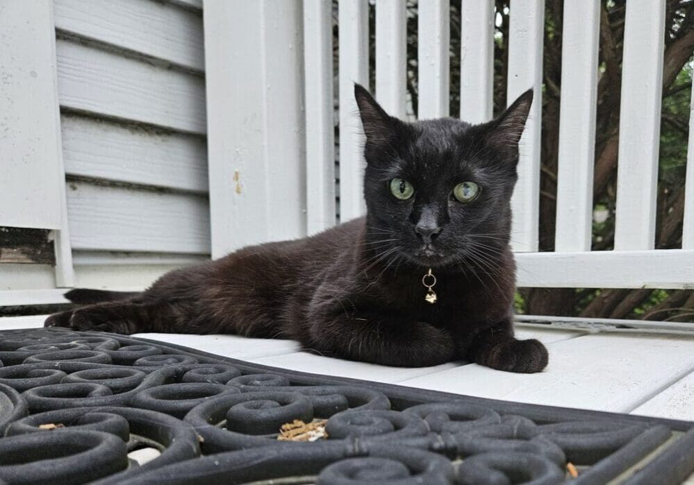 Black cat with green eyes on a porch.