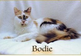 Calico cat named Bodie lying on a bed.