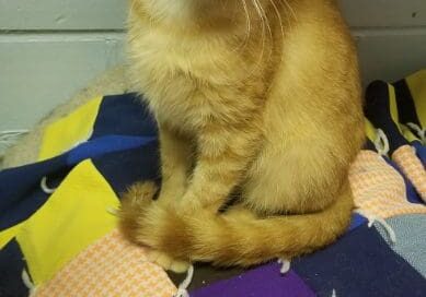 An orange tabby cat sitting on top of a quilt.