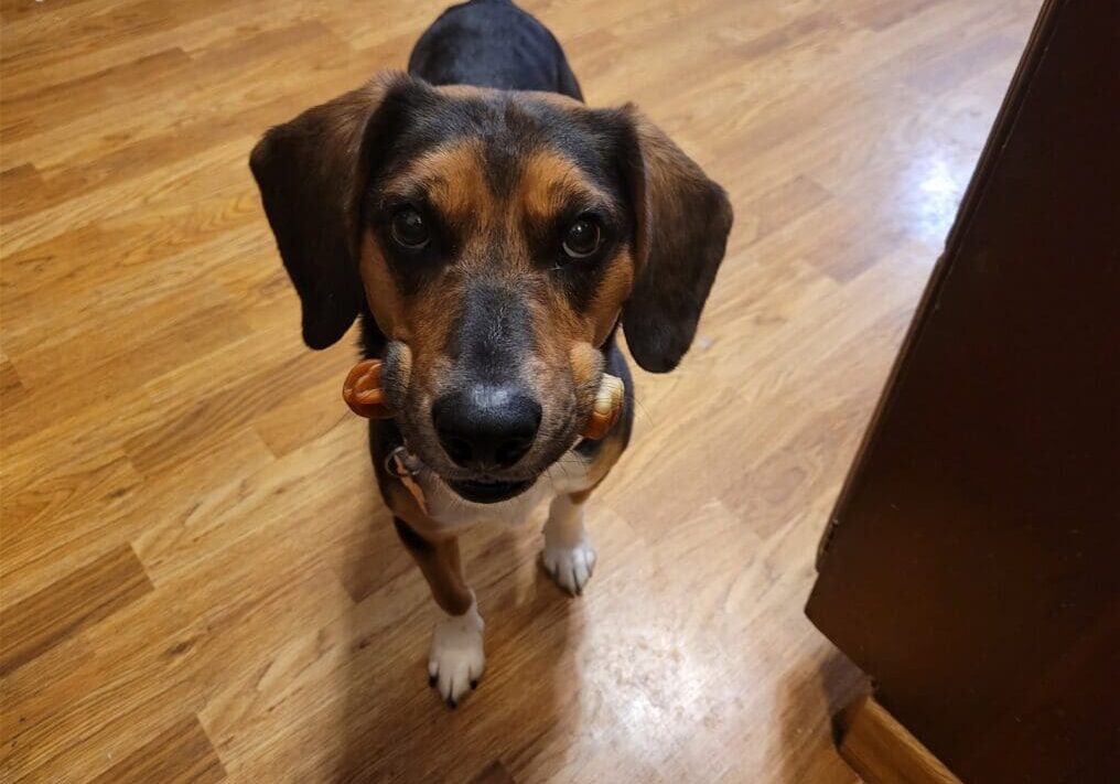 A dog standing on a wooden floor with a toy in his mouth.