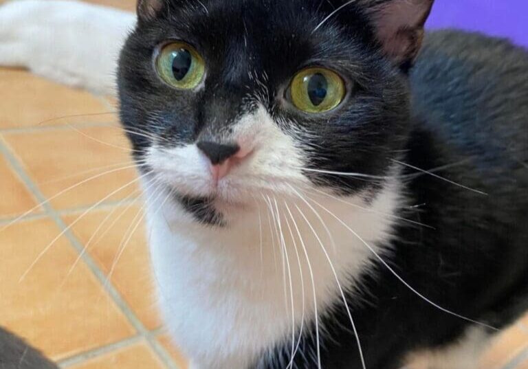 A black and white cat looking at the camera.